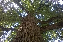 Jeden z Dębów Królewskich