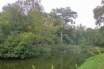 Dżungla w widłach Odry i Widawy