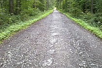 Droga  3274D Międzylesie - Niemojów