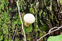 Taki wysyp grzybów, że niektóre nie mają gdzie rosnąć