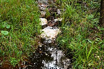 Konecko-Przysuskie lasy- jedno z wielu odwodnień