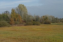 Nadnarwiańskie łąki.