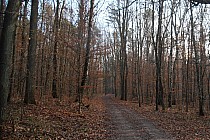 Skok w bok - Las Łagiewnicki