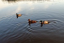 Kaczki w Krasnobrodzie