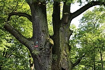 Kiejstut, siódmy pod względem grubości pnia dąb w Polsce