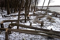 Działalność bobra.