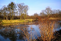 Dzika Oława prawie w centrum Wrocławia