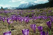 Kwitnące krokusy