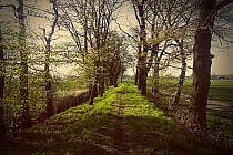 Droga za lasem Wojnowskim