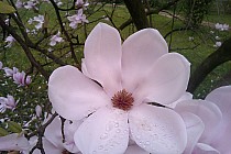 Magnolia w przypałacowym parku