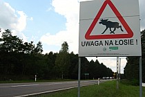 Uwaga Łosie