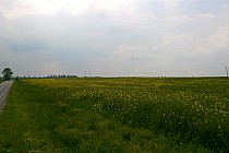 Wśród rzepakowych pól