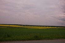 pola rzepaków pod Księzym Lasem (aż się w głowie kręci od zapachu)