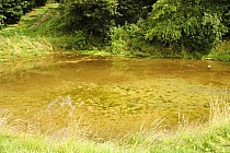 Zastawie - źródlisko tworzy taki niewielki staw