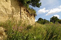 Zastawie i przy tej malowniczej skarpie bardzo często niestety błędnie umieszcza się źródlisko