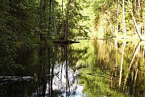 Zwierzyniec - stawy Echo