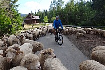 Można się zaprzyjaźnić z owcami
