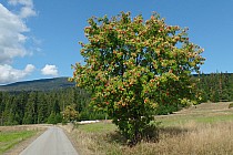 Jarzębina na tle Babiej Góry