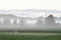 Poranek na torze do jazdy konnej