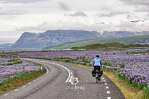 Łubinowe pola przed Skaftafell