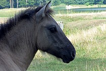Konik