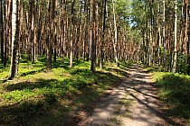 Leśny fragment trasy