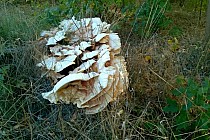 Jesienne klimaty: ale grzyb!