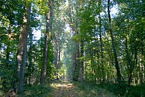 Dawna aleja parkowa w Osieku