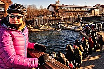 Karmienie w fokarium