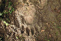 Ślad łapy niedżwiedzia