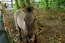 konik polski