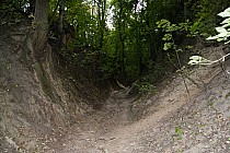 Wąwóz Królowej Jadwigi