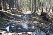 Dukt leśny po minięciu granicy