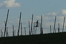 Przygotowanie plantacji chmielu