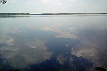 Trochę stawów milickich