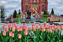 Tulipany przez Katedrą Ziemi Rybnickiej