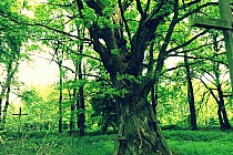 Cmentarz wojenny z I Wojny Światowej koło Pawłówki