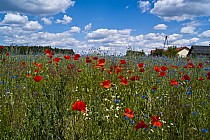 Przy drodze do Tarczyna