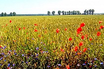 Uroki początku lata