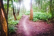 ... i slalom między drzewami