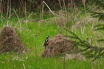 Dzięcioł na mrowisku