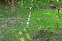 Filipowice - zwierzyniec