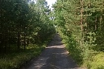 leśne dróżki