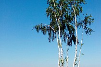 Przy drodze na Gryżynę