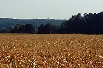 Widać ten kościół miedzy innymi z takiej perspektywy. Ze wzgóż za Jemielnem.