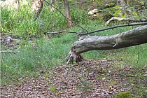 KuzniawSiodelku.pl - „Odwiedziny u Bobrzej rodziny”