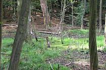 KuzniawSiodelku.pl - „Odwiedziny u Bobrzej rodziny”