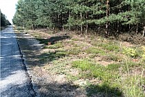 KuzniawSiodelku.pl - Rudy troszkę inaczej