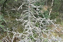 KuzniawSiodelku.pl - Spotkanie z drapieżnikiem