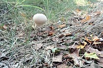 KuzniawSiodelku.pl - Pętla na pożarzysku